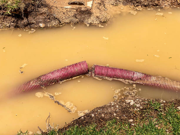 Best Basement water damage restoration  in Ida Grove, IA